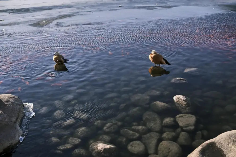 TTArtisan AF 23mm f/1.8 APS-C-objektiv til Nikon Z