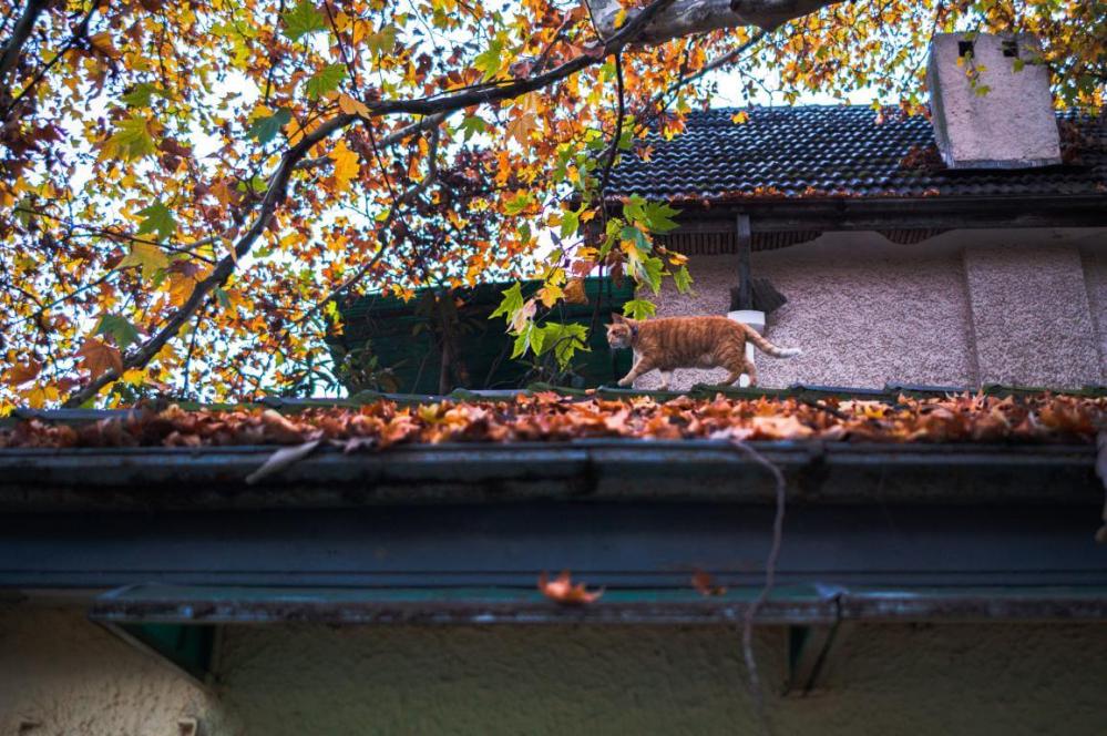 7Artisans M35mm f/2,0 II objektiv til Leica M