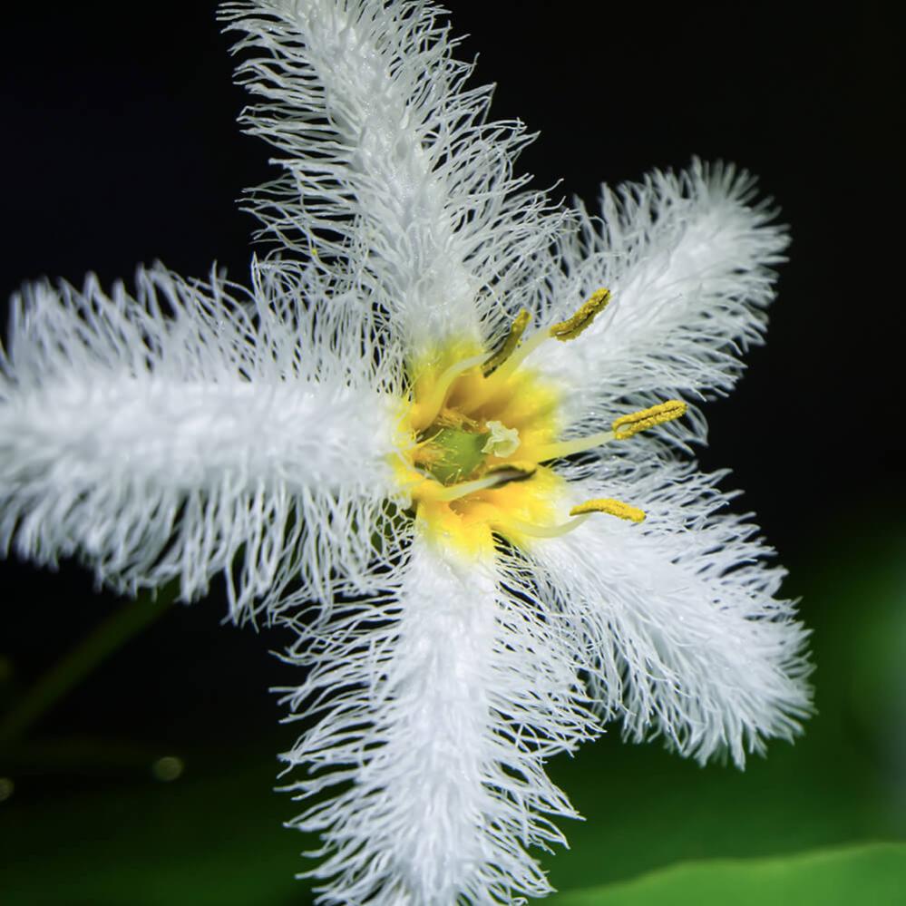 AstrHori 18mm f/8 Macro Probe-objektiv til Canon RF APS-C