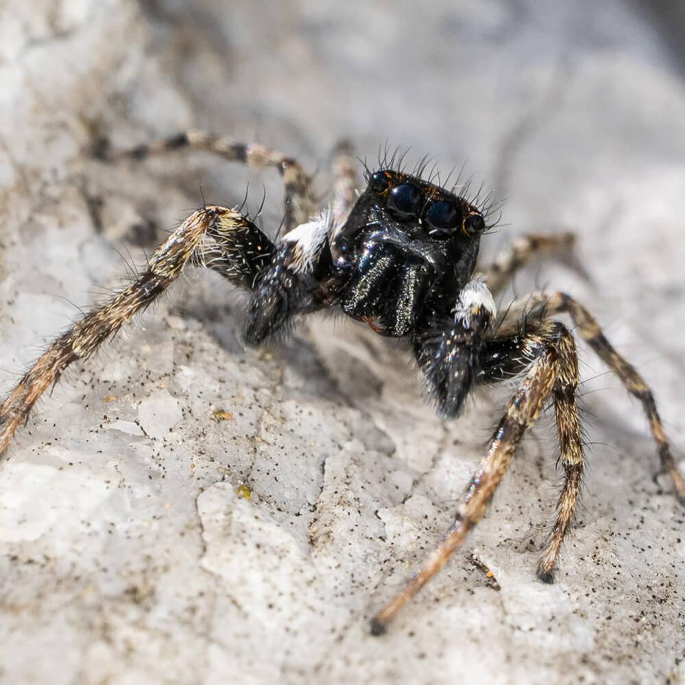 AstrHori 18mm f/8 Macro Probe-objektiv til Canon RF APS-C