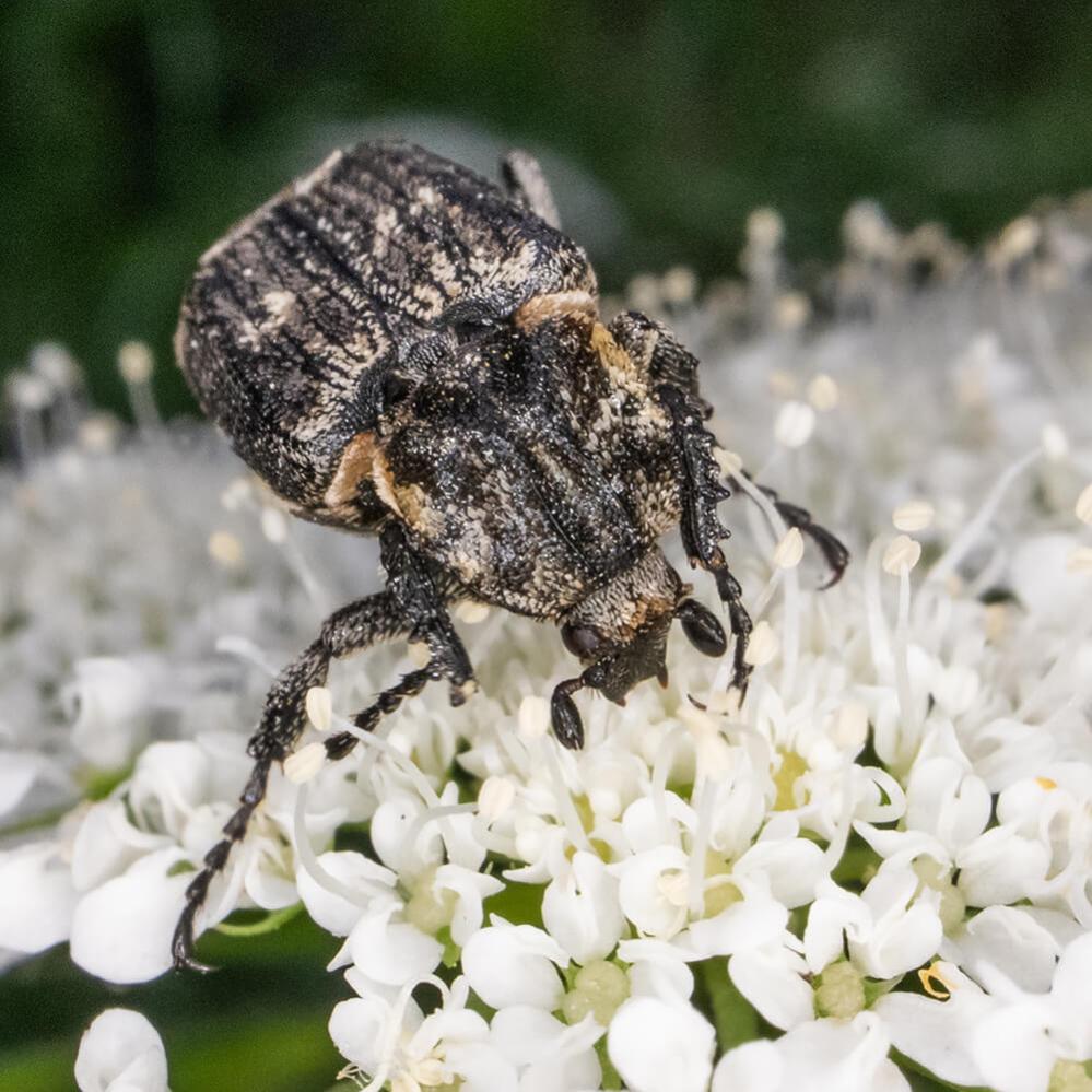 AstrHori 18mm f/8 Macro Probe-objektiv til Canon RF APS-C