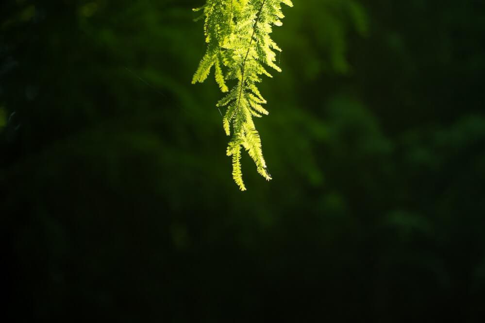 7Artisans 85mm T2,0 Fullformat Cinema til Leica L