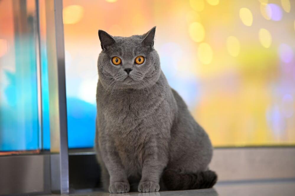 7Artisans 85mm T2,0 Fullformat Cinema til Leica L