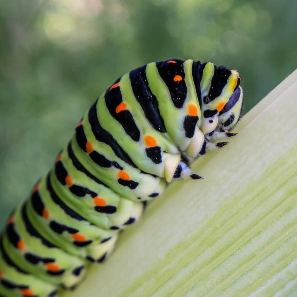 AstrHori 18mm f/8 Direct View Macro Probe til Leica L (APS-C)