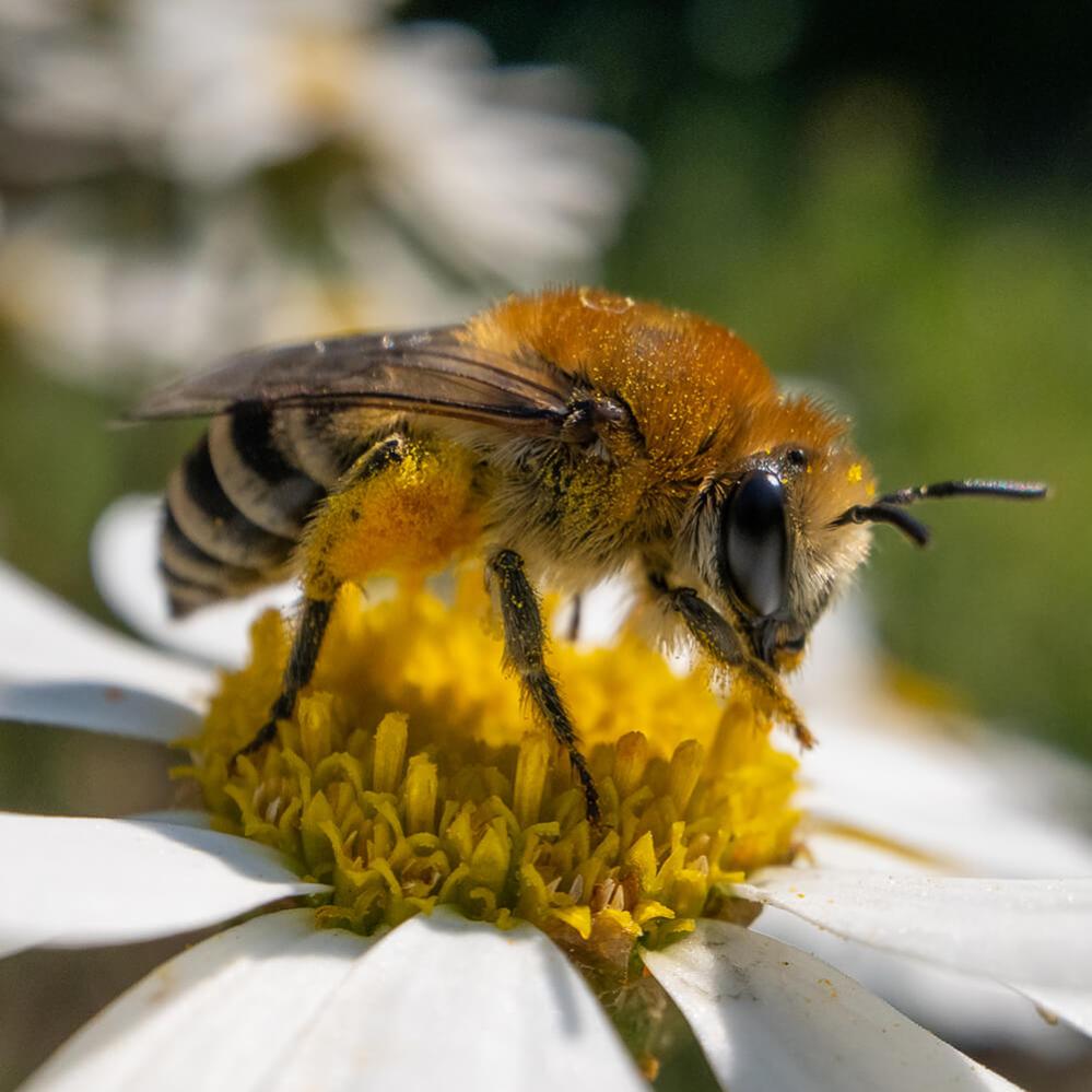 AstrHori 18mm f/8 Direct View Macro Probe til Leica L (APS-C)