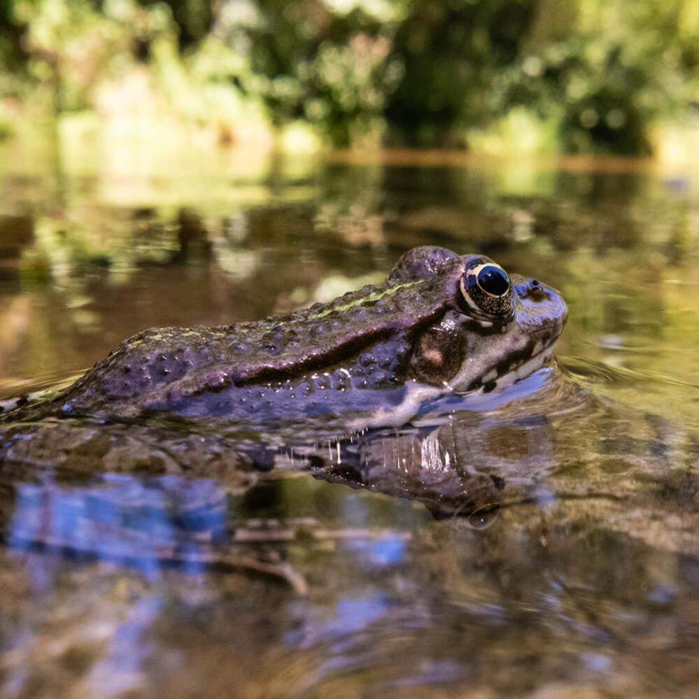 AstrHori 18mm f/8 Direct View Macro Probe til Leica L (APS-C)