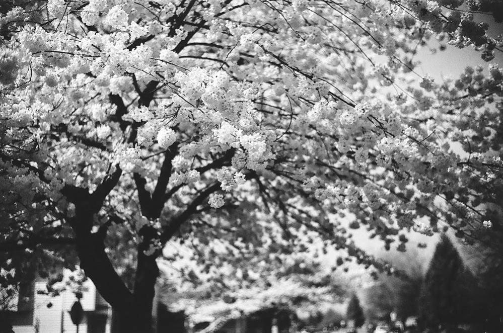 7artisans-75mm-f125-objektiivi-leica-m-kameroille