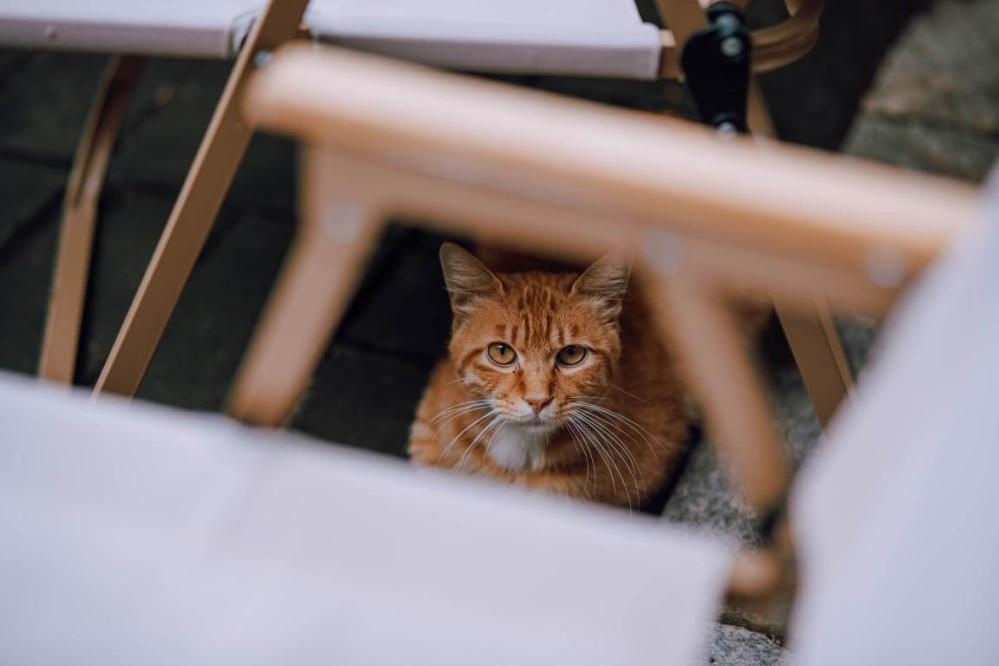 7Artisans AF 85mm f/1,8 objektiv til Nikon Z (Fullframe)