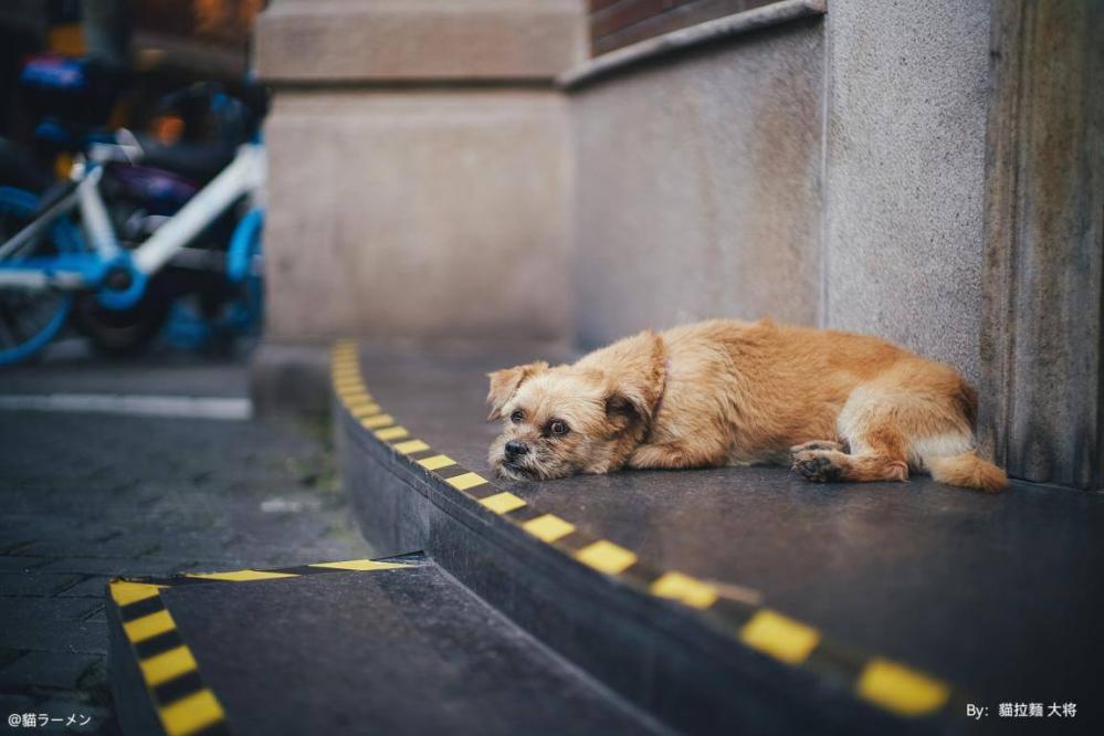 TTArtisan 50mm f/0,95 objektiv til Leica M