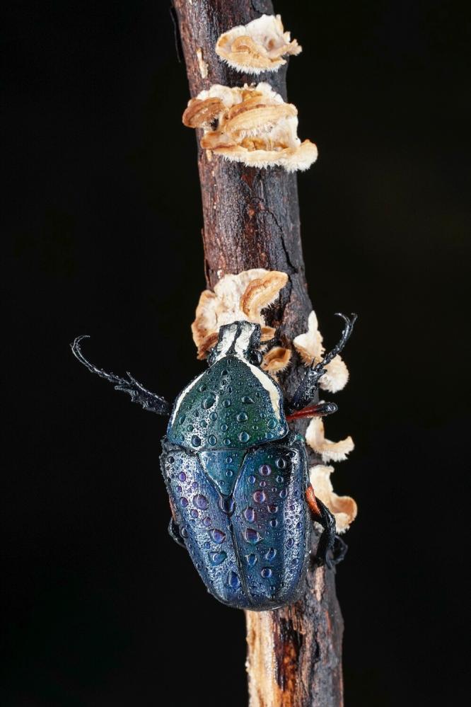 7Artisans 60mm f/2.8 Mark II Makroobjektiv APS-C för Leica L