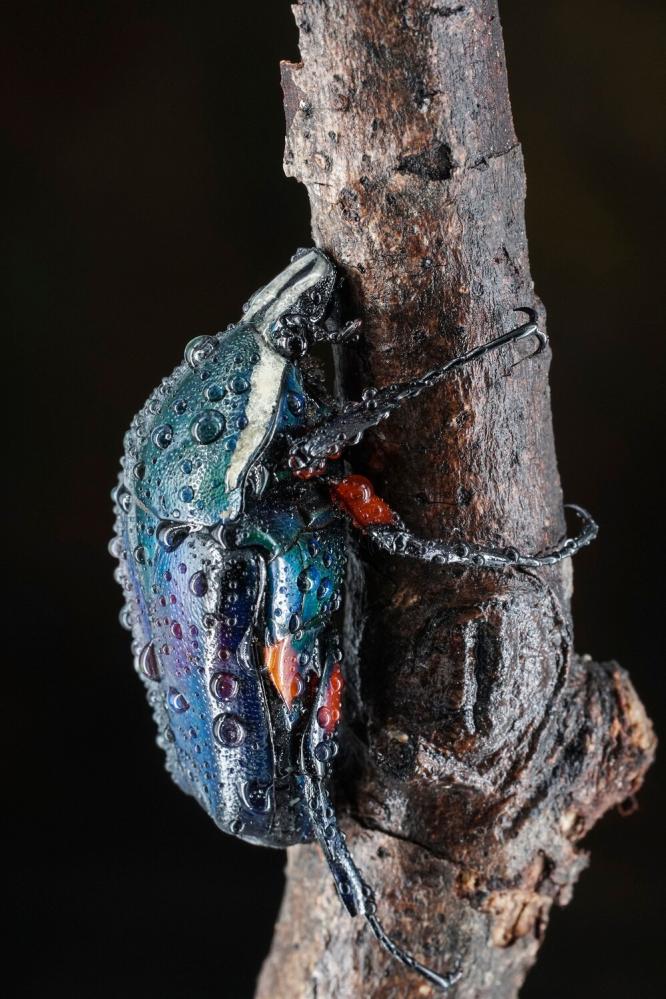 7Artisans 60mm f/2.8 Mark II Makroobjektiv APS-C för Leica L