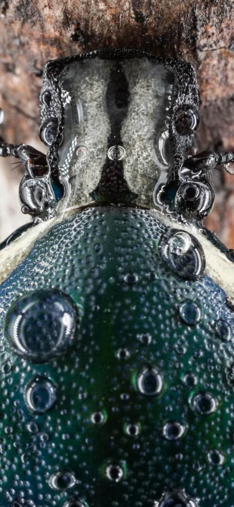 7Artisans 60mm f/2.8 Mark II Makroobjektiv APS-C för Leica L