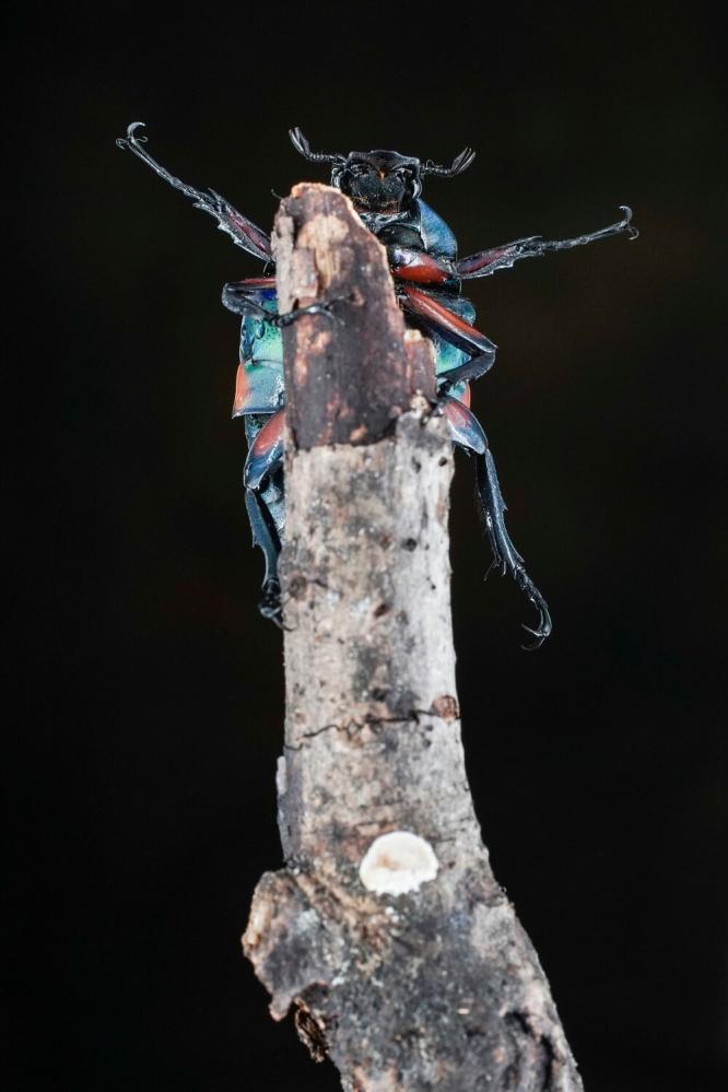 7Artisans 60mm f/2.8 Mark II Makroobjektiv APS-C för Leica L