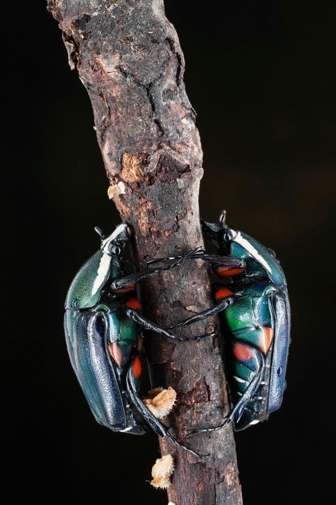 7Artisans 60mm f/2.8 Mark II Makroobjektiv APS-C för Leica L