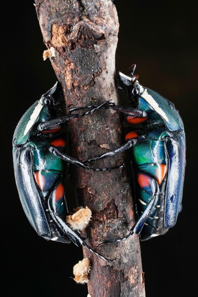 7Artisans 60mm f/2.8 Mark II Makroobjektiv APS-C för Leica L