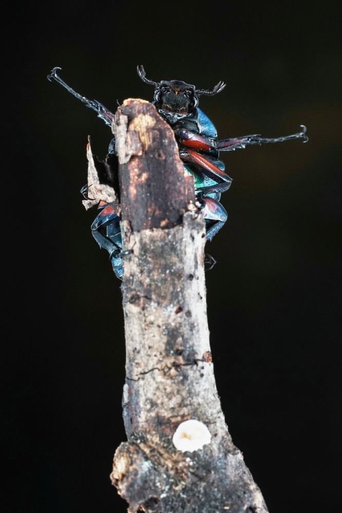 7Artisans 60mm f/2.8 Mark II Makroobjektiv APS-C för Leica L