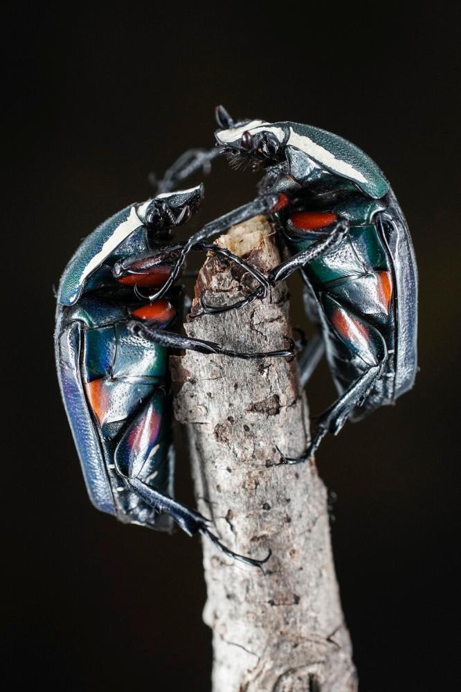 7Artisans 60mm f/2.8 Mark II Makroobjektiv APS-C för Leica L