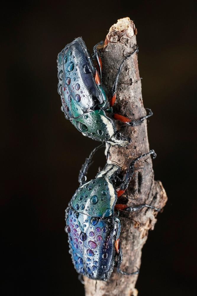 7Artisans 60mm f/2.8 Mark II Makroobjektiv APS-C för Leica L