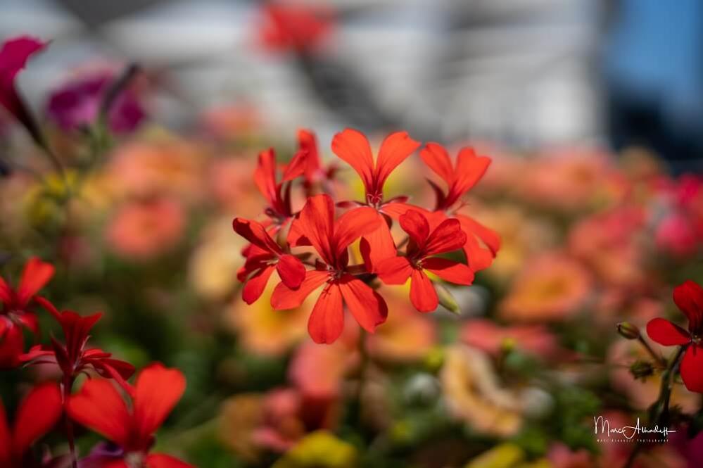 7Artisans 35mm T2,0 Cinema-objektiv til Canon RF fullformat