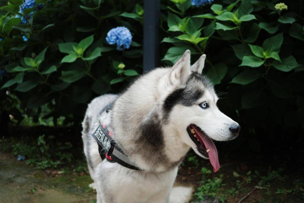 7Artisans AF 27mm f/2.8 objektiv APS-C för Fujifilm X