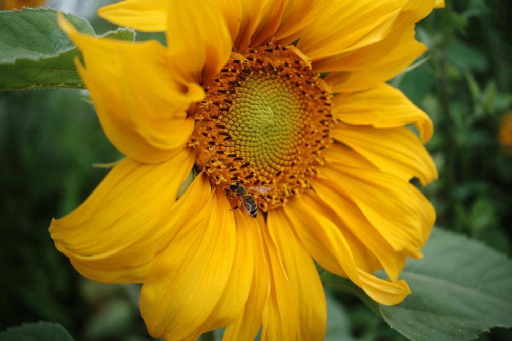 7Artisans AF 27mm f/2.8 objektiv APS-C för Fujifilm X