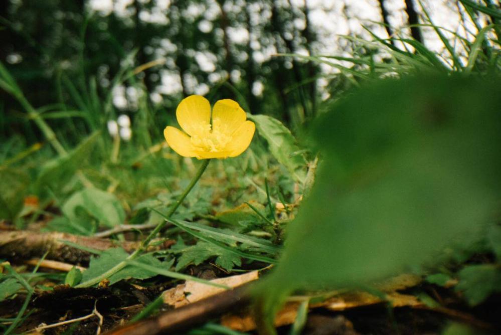 AstrHori 28mm f/13 Macro Probe 360° objektiv til Nikon Z (Fullframe)