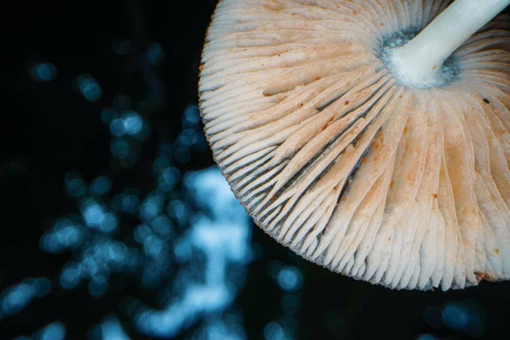 AstrHori 28mm f/13 Macro Probe 360° objektiv til Nikon Z (Fullframe)