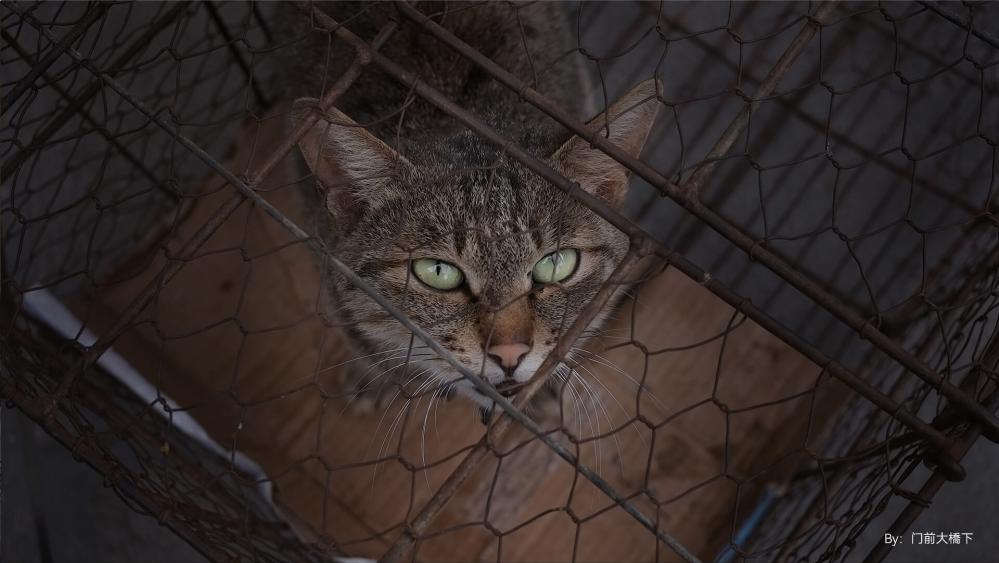 TTArtisan AF 27mm f/2.8 APS-C objektiv för Nikon Z