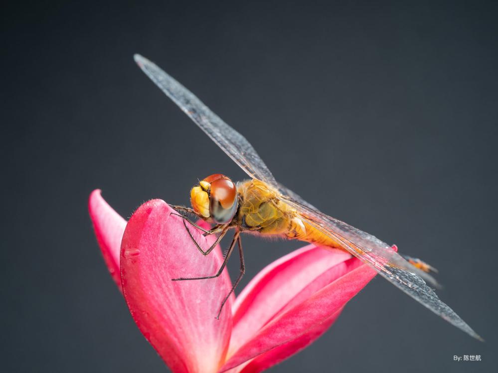 TTArtisan 40mm f/2.8 APS-C Makroobjektiv för Nikon Z