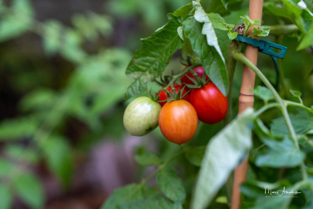 7Artisans 35mm f/0.95 objektiv APS-C för Canon EOS M