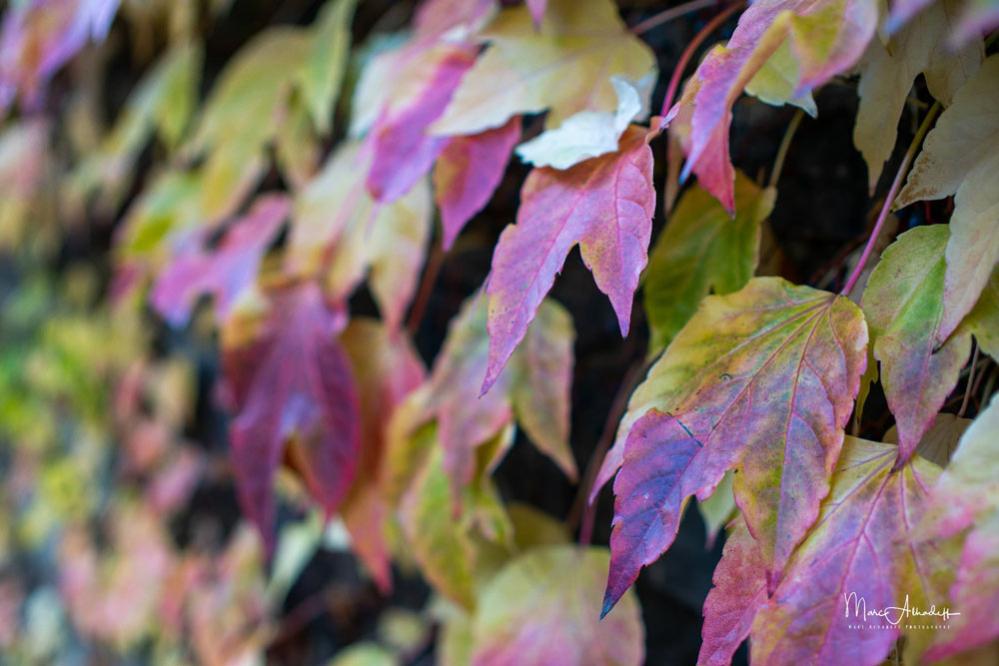 7Artisans 35mm f/0.95 objektiv APS-C för Canon EOS M