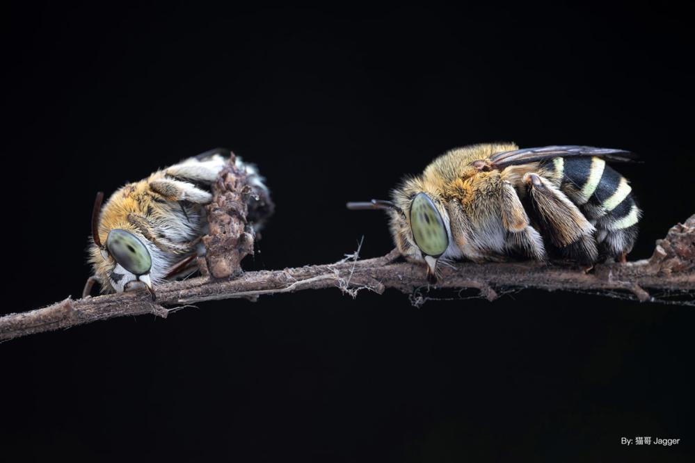 TTArtisan 40mm f/2.8 APS-C Makroobjektiv för Nikon Z