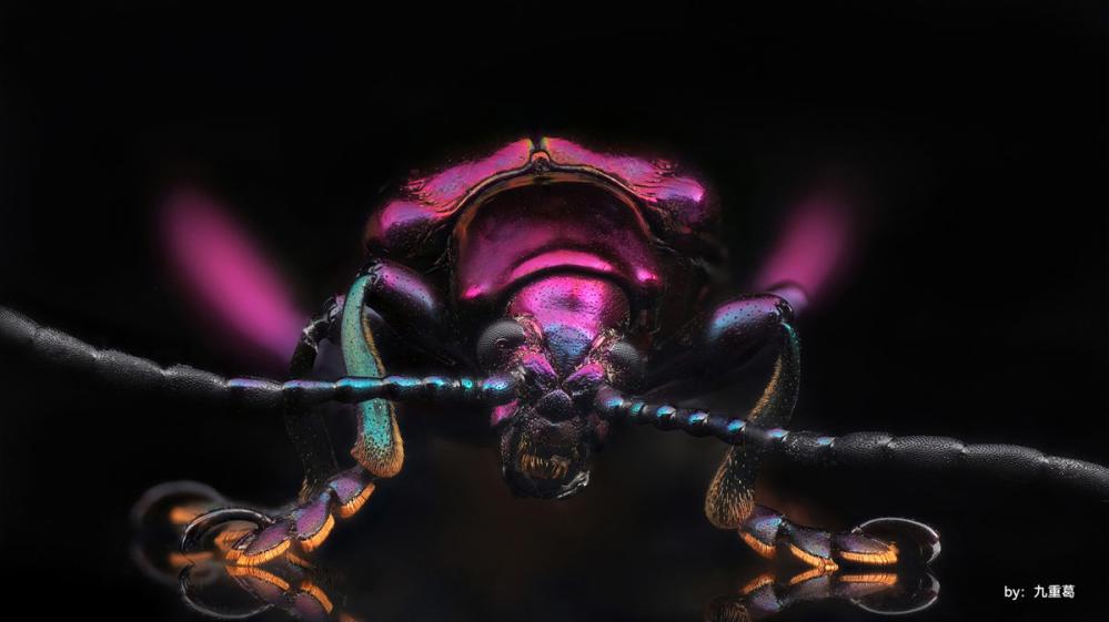 TTArtisan 40mm f/2.8 APS-C Makroobjektiv för Nikon Z