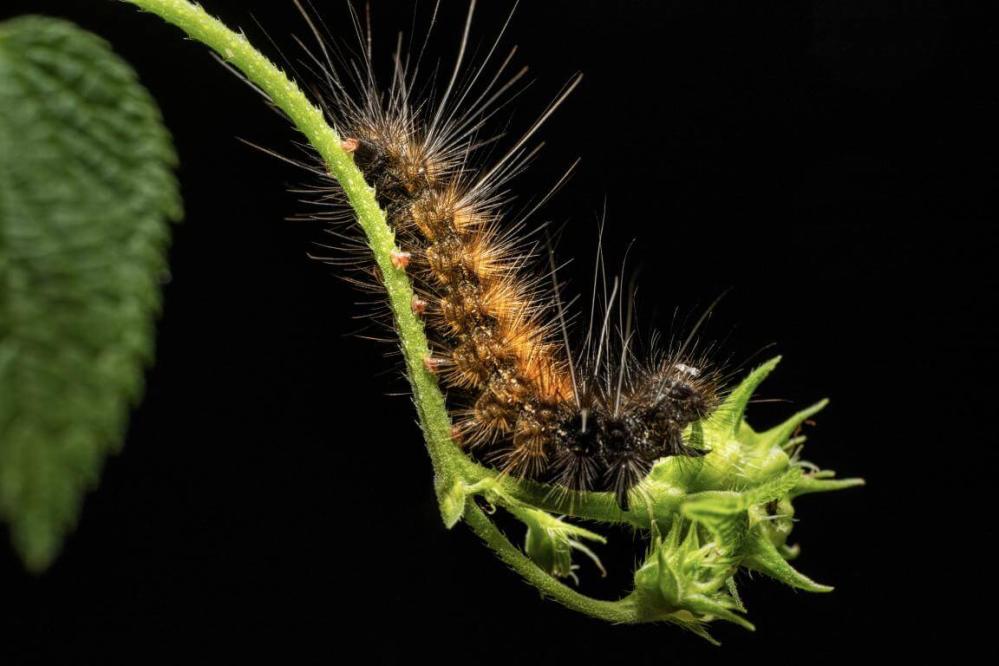 7Artisans 60mm f/2,8 Makro 2x objektiv til Nikon Z (Fullframe)