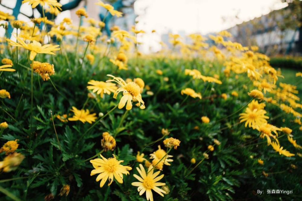 TTArtisan 10mm f/2 APS-C objektiv ASPH för Fujifilm X