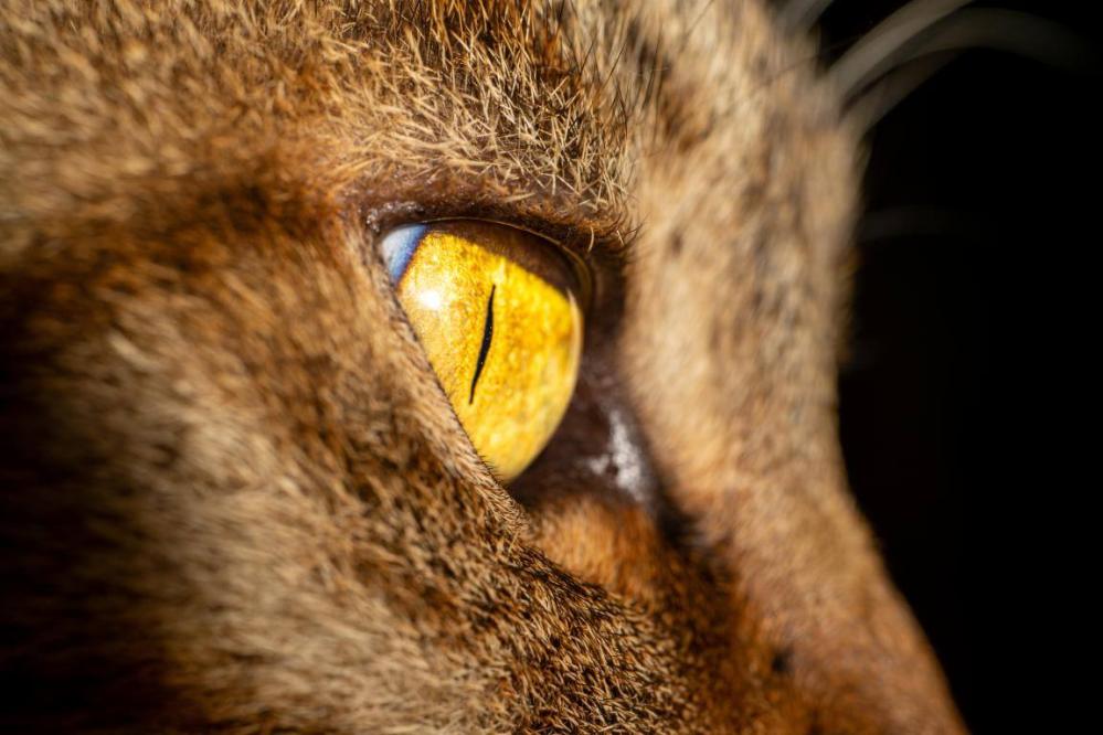 7Artisans 60mm f/2,8 Makro 2x objektiv til Nikon Z (Fullframe)