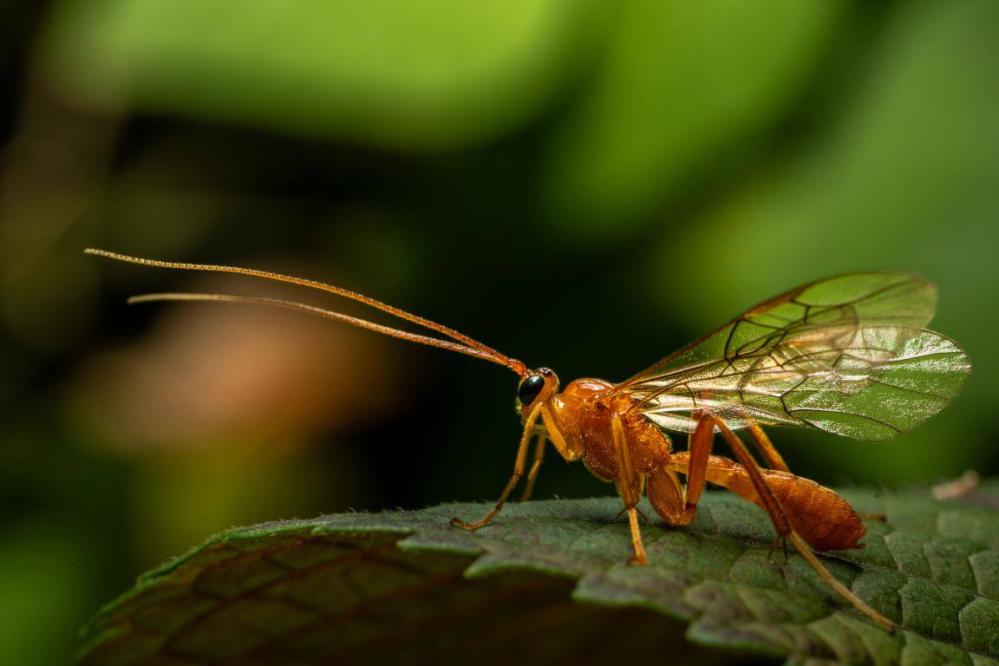 7Artisans 60mm f/2,8 Makro 2x objektiv til Nikon Z (Fullframe)