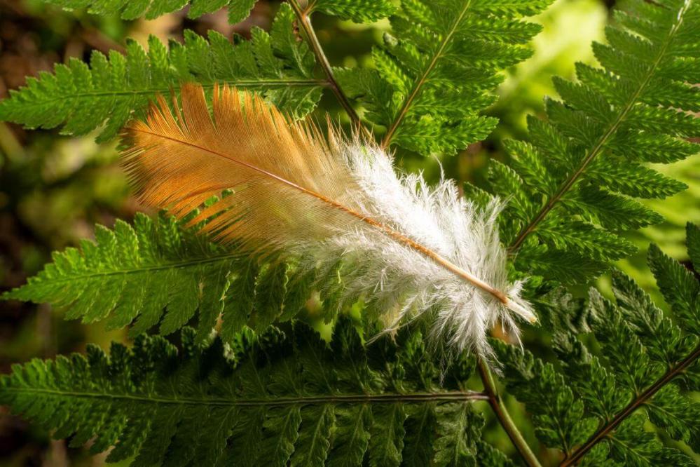 7Artisans 60mm f/2,8 Makro 2x objektiv til Nikon Z (Fullframe)