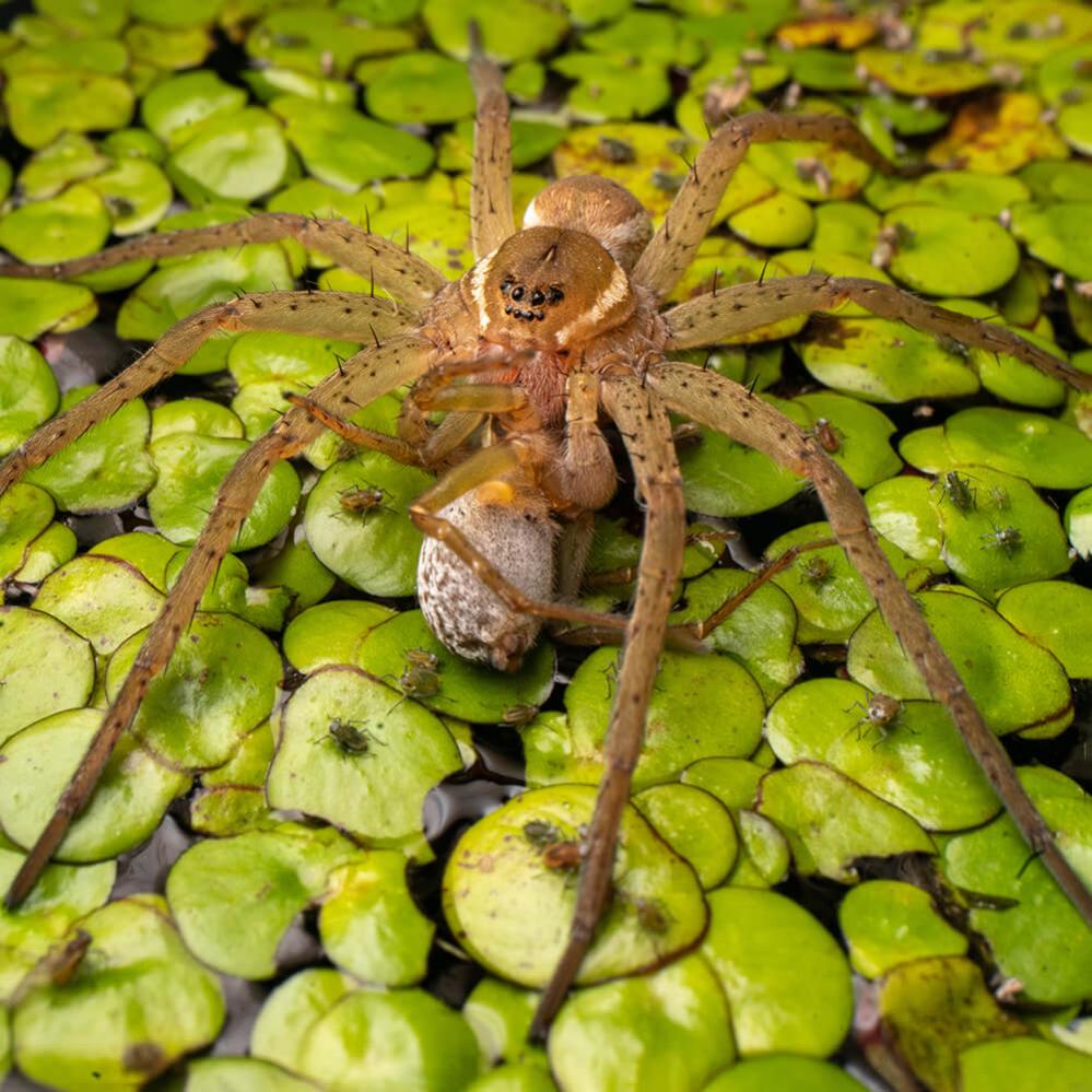 AstrHori 28mm f/13 Macro Probe-objektiv til Canon RF fullformat