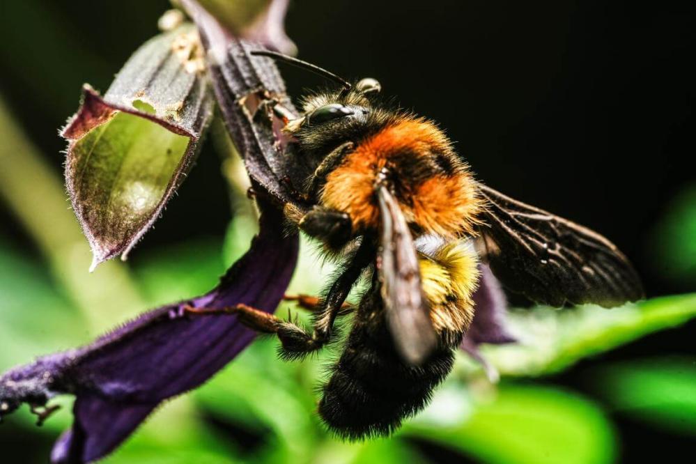 7Artisans 60mm f/2,8 Makro 2x objektiv til Nikon Z (Fullframe)