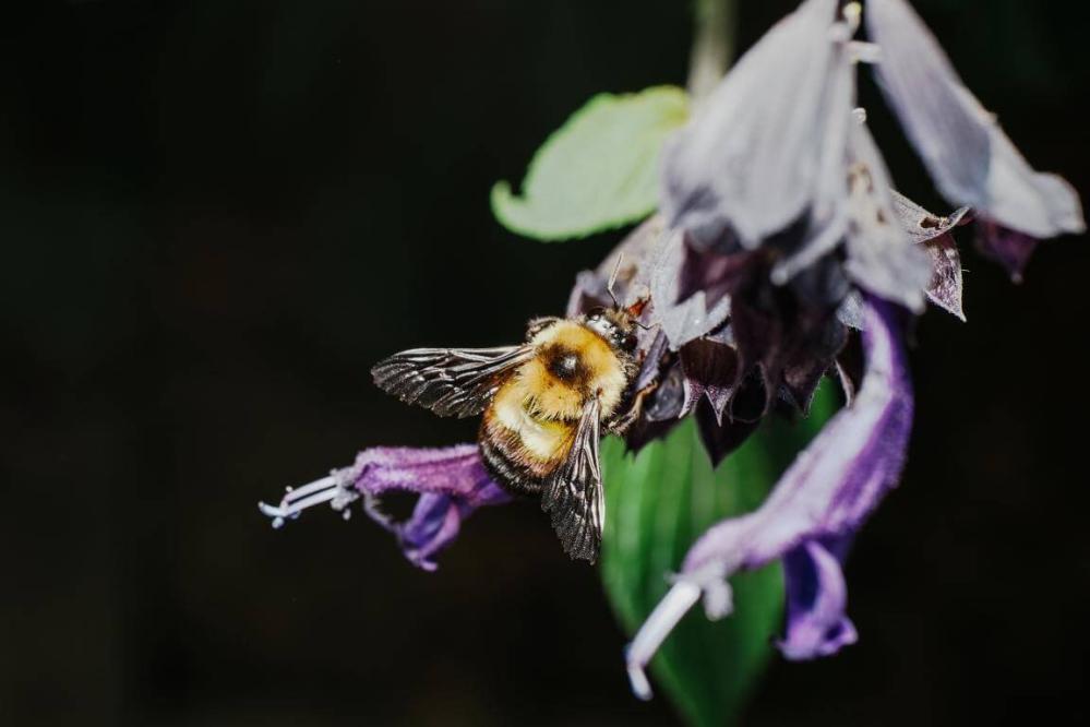 7Artisans 60mm f/2,8 Makro 2x objektiv til Nikon Z (Fullframe)