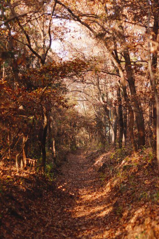 7Artisans 18mm f/6.3 Mark II UFO objektiv för Nikon Z