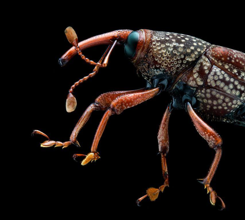 7Artisans 60mm f/2,8 Makro 2x objektiv til Nikon Z (Fullframe)