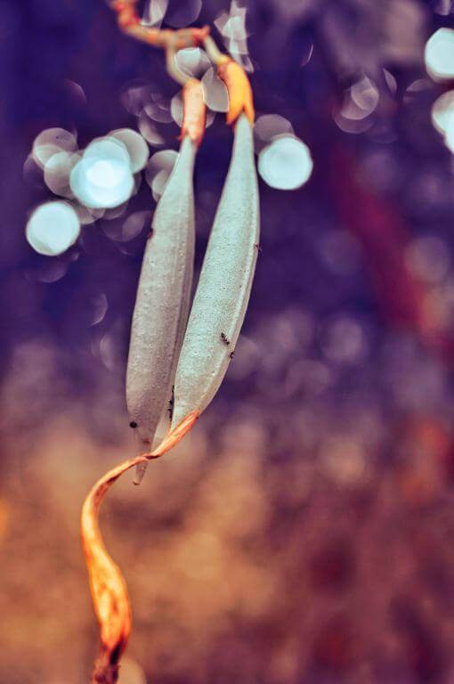 7Artisans 60mm f/2,8 Makro 2x objektiv til Nikon Z (Fullframe)