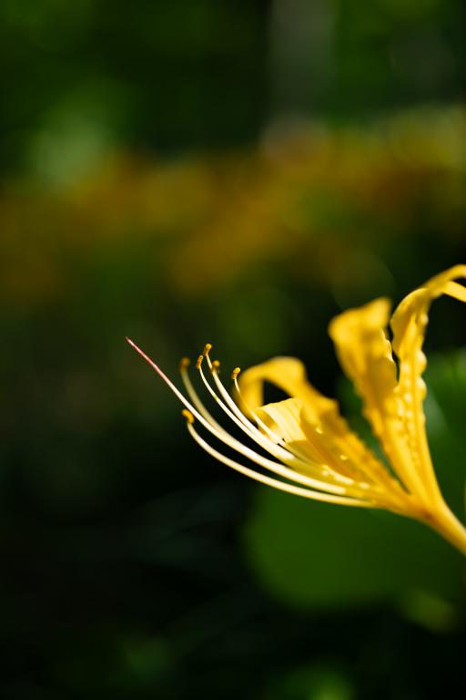 7Artisans 60mm f/2,8 Makro 2x objektiv til Nikon Z (Fullframe)