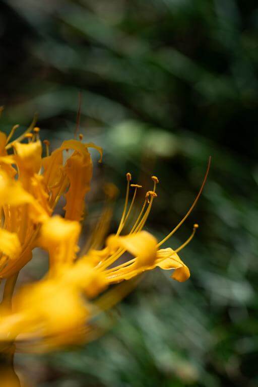 7Artisans 60mm f/2,8 Makro 2x objektiv til Nikon Z (Fullframe)