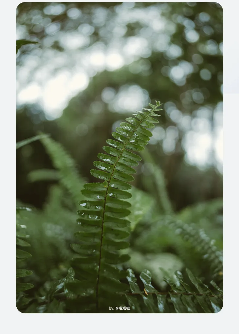7Artisans AF 18mm f/2 Lite til Fujifilm X (APS-C)