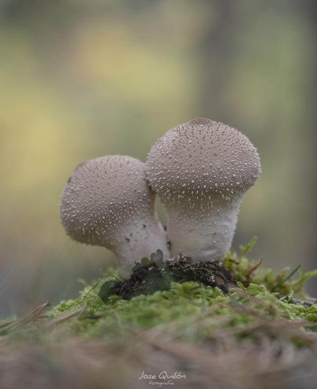 7Artisans 60mm f/2,8 Makro 2x objektiv til Nikon Z (Fullframe)