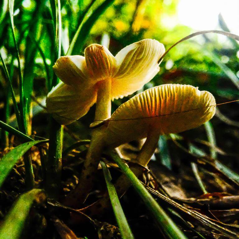 AstrHori 18mm f/8 Direct View Macro Probe til Leica L (APS-C)