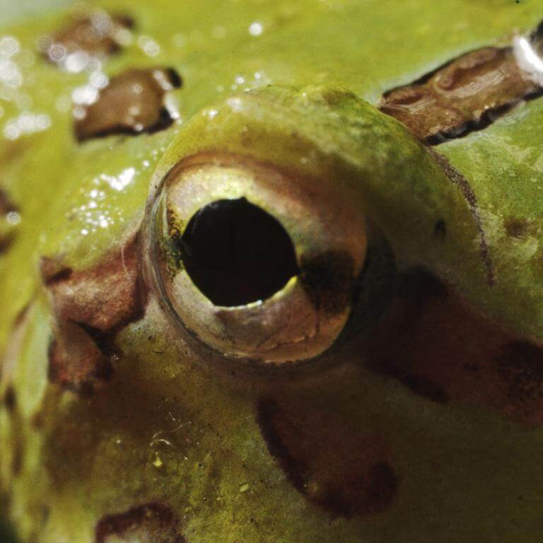 AstrHori 28mm f/13 Macro Probe-objektiv til Canon RF fullformat